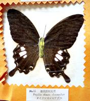 台湾特産実物蝶標本100種（TAIWAN BUTTERFLY 100SPE）無刊記