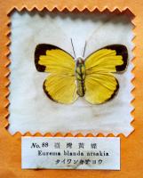 台湾特産実物蝶標本100種（TAIWAN BUTTERFLY 100SPE）無刊記