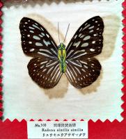 台湾特産実物蝶標本100種（TAIWAN BUTTERFLY 100SPE）無刊記