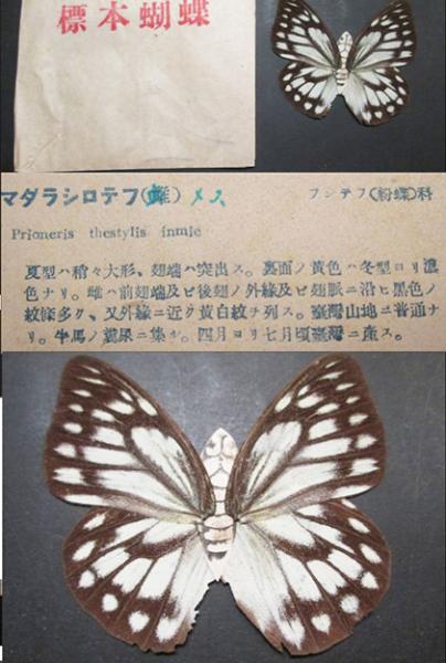 台湾の蝶（実物羽付蝴蝶標本49頭入）箱 台湾特産標本蝶販売店 戦前
