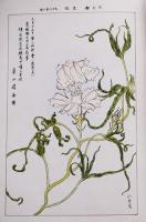 東京朝顔研究会会報　彩色含む口絵23枚入　昭和9年
