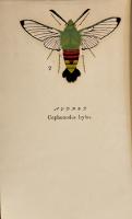 天蛾類昆蟲絵葉書　カラーイラスト15枚袋付き美品　岐阜・名和（名和靖）昆蟲工芸部　戦前