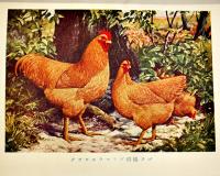 「鶏の研究」第5巻3号　飼料の研究/家兎の飼い方/他　鶏の研究社　昭和3年