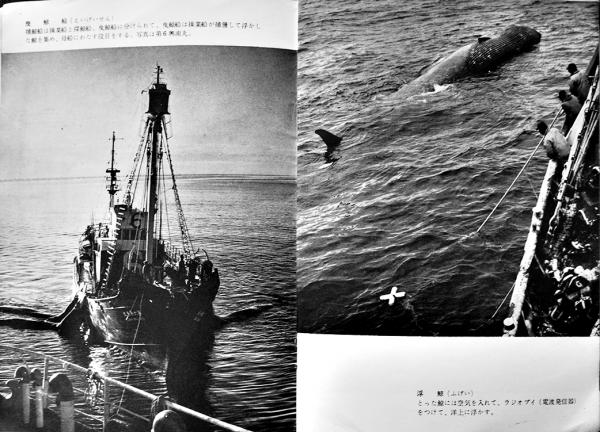 南氷洋捕鯨グラフ(小判写真集)日本水産 昭和30年代 / 古書 古 南氷洋捕鯨グラフ(小判写真集)日本水産 昭和30年代 / 古書 古