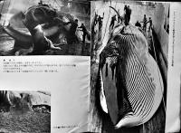 南氷洋捕鯨グラフ（小判写真集）日本水産　昭和30年代　