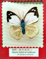 台湾特産実物蝶標本100種（TAIWAN BUTTERFLY 100SPE）無刊記