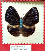 台湾特産実物蝶標本100種（TAIWAN BUTTERFLY 100SPE）無刊記