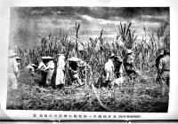 「比律賓情報」第67号〜78号（昭和18年分12冊揃い合本）各A5判並本　(財)比律賓協会