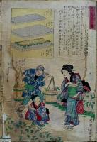 衣喰住之内家職幼絵解之図「蕨の製法」「茶植附図」「杦の苗仕立方」「杉の生育方」彩色木版画4枚　曜齋国輝(二代歌川国輝)文部省発行　明治初期刷り　