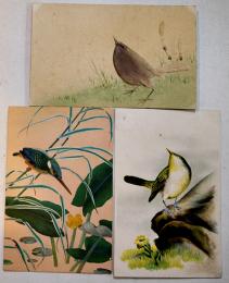 絵葉書　翡翠他野鳥　カラーイラスト（エンボス入含む）3枚　戦前