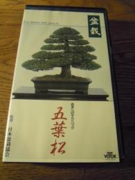 盆栽　名木へのテクニック　五葉松　指導小松正夫　NHK VHSビデオ　カラー45分