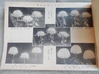 東京重陽會々報　昭和十七年度第28号　盆養花盆養菊
出版社 東京重陽會

    解説 B5横　全48ページ