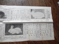 信濃チンチラ飼養組合カタログチラシ　　長野県下高井郡中野駅　アンゴラ兎　カスターレックス　ハバナレッキス　アーミンレッキス　ライラックレッキス　チンチラ兎　ニージーランドホワイト　イタリアン　54cm-20cm