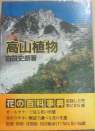 カラー　高山植物