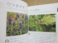 三段池公園の植物たち　小さな植物宇宙