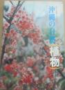 沖縄の自然　植物　（カラー百科シリーズ１）