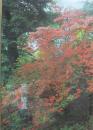 木の花漫歩