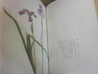 草花譜