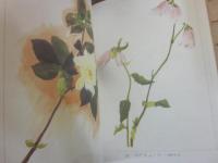 草花譜