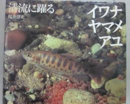 清流に躍る　イワナ　ヤマメ　アユ
