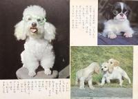 いぬ　ひかりのくにカラーえほん 13
