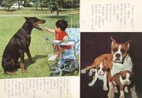 いぬ　ひかりのくにカラーえほん 13