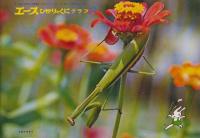 エースひかりのくに　おはなし絵本　第7巻第6号　75年（昭和50年）9月号（第78号）あしたはてんき　エースひかりのくにグラフ・9（12P　B5）つき