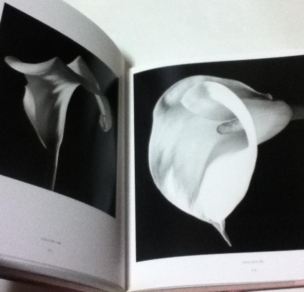 英文 ロバート メイプルソープ写真集 めしべ Robert Mapplethorpe Pistils Robert Mapplethorpe John Ashbery解説 古本 中古本 古書籍の通販は 日本の古本屋 日本の古本屋