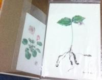 牧野四子吉生物画集