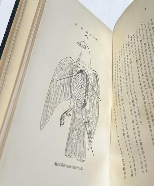坂本式動物剥製及標本製作法(坂本喜一) / 古本、中古本、古書籍の通販