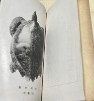 美術鼈甲品解攬