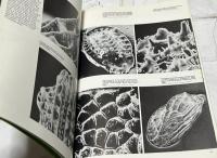 英文)写真集  顕微鏡下の世界　The Unseen Universe: Photographs from the Scanning Electron Microscope