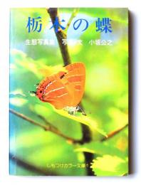 栃木の蝶 : 生態写真集