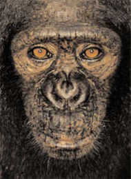 James and Other Apes