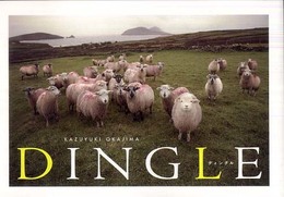 DINGLE-ディングル-