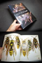 アシナガバチの生態 : 小さなラガーたち