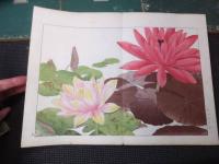 西洋草花図譜　全5巻揃