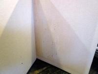 日本の楽器 : 日本楽器事典