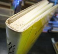 左右差の起源と脳