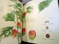 ほおずきがいっぱい　かがくのとも　2005年9月号