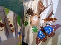 わたし、くわがた　かがくのとも　2006年6月号