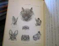 コウモリ : 地下実験室からの報告