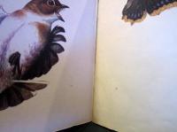 こどものとも　普及版　くちばし