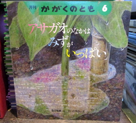 月刊かがくのとも 6 アサガオのなかはみずがいっぱい通巻339号 森田竜善 文 さいとゆふじ え 古本 中古本 古書籍の通販は 日本の古本屋 日本の古本屋