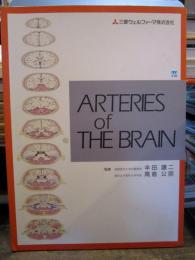 ARTERIES of THE BRAIN 脳の断面図　