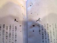 北亜米利加周遊記 : 102階