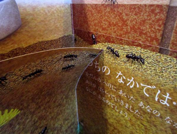 にわのいきもの しぜん キンダーブック 4 / 古本はてなクラブ