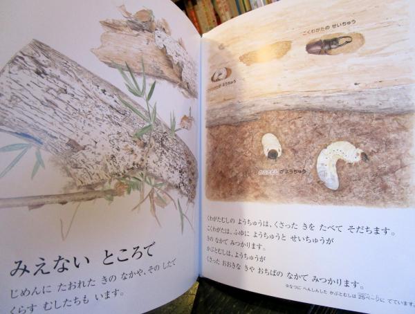 しぜん 絵本 図鑑 24冊セット フレーベル館 キンダーブック 読み聞かせ