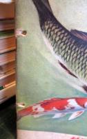 科学クラブ　第5号　魚のくらし