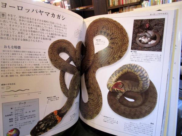 ヘビ大図鑑 : 驚くべきヘビの世界(クリス・マティソン 著 ; 千石正一
